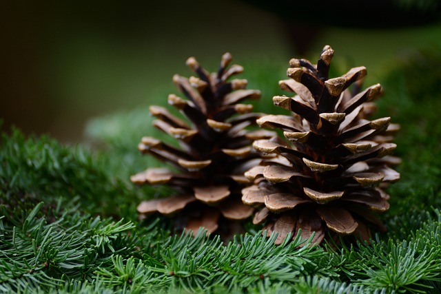 Pinene Terpenes