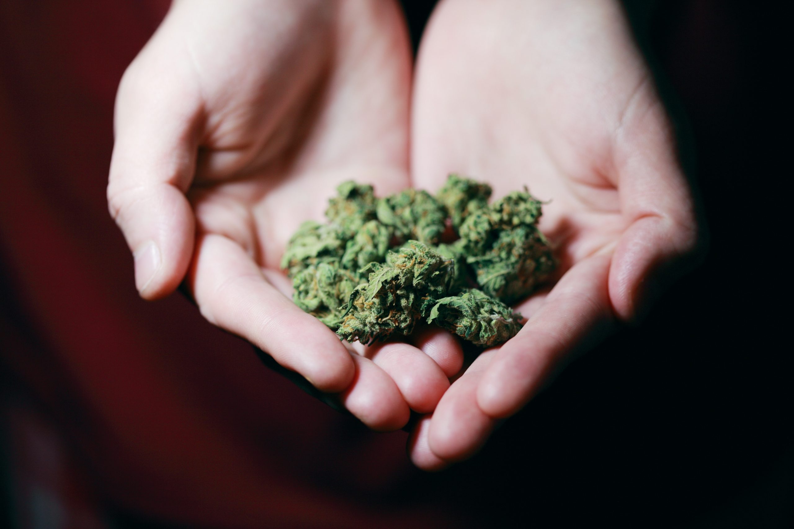 Cannabis vs CBD